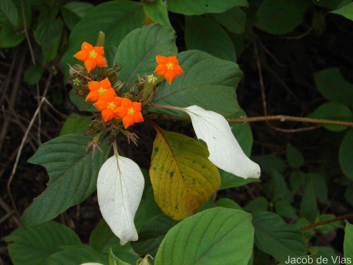 Mussaenda frondosa L.